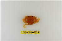 藏品(頑強黎明蟹)的圖片
